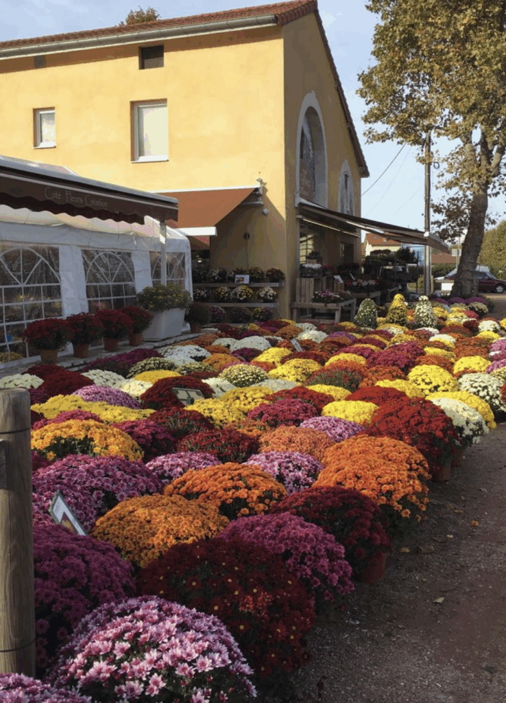Toussaint - Pomponette Fleursite Côté Fleurs Création à Roanne