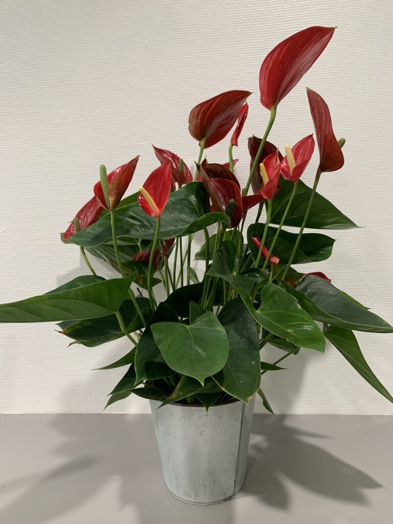 Anthurium - fête des mères - Fleuriste Végétalis Roanne