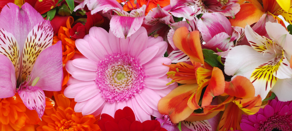 Fleuriste Végétalis fête des mères - Fleuriste Roanne