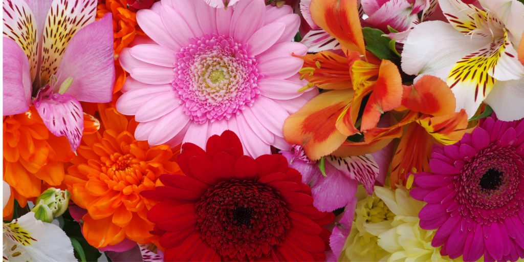 Fleuriste Végétalis fête des mères - Fleuriste Roanne