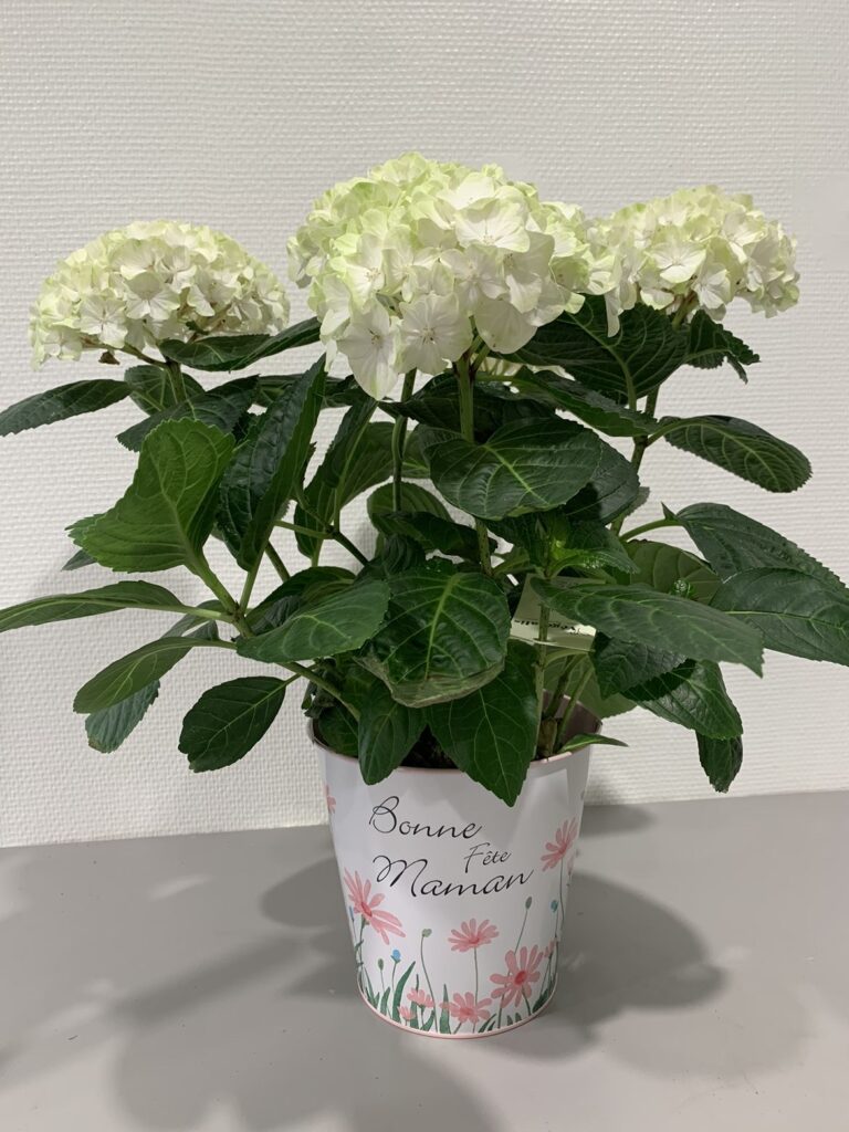 Hortensia fête des mères - Fleuriste Végétalis Roanne