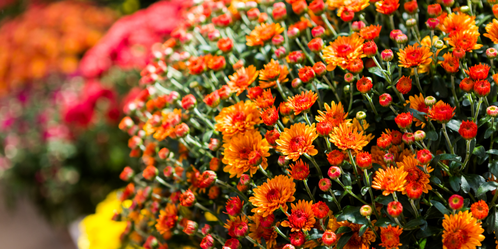 Fleuriste à roanne Végétalis- Toussaint - Chrysanthèmes